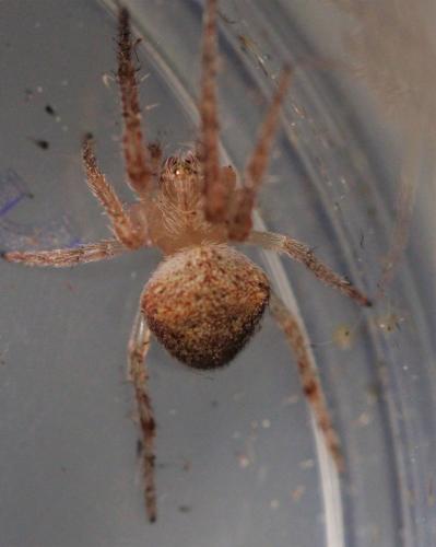 Réf. 266 542 : Araneus (sturmi-triguttatus)
